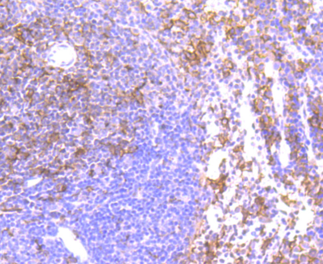 Immunohistochemical analysis of paraffin-embedded mouse spleen tissue using anti-Iba1 antibody. Counter stained with hematoxylin.