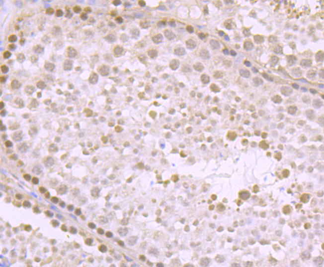 Immunohistochemical analysis of paraffin-embedded mouse testis tissue using anti-KDM5B antibody. Counter stained with hematoxylin.