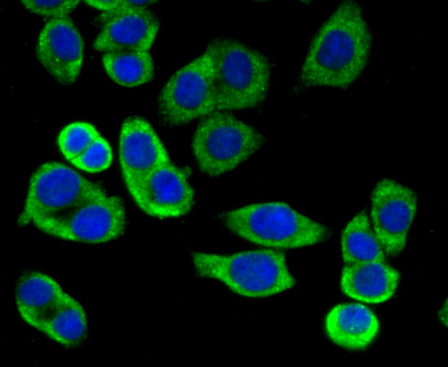 ICC staining of Mitofusin 2 in LOVO cells (green). Formalin fixed cells were permeabilized with 0.1% Triton X-100 in TBS for 10 minutes at room temperature and blocked with 10% negative goat serum for 15 minutes at room temperature. Cells were probed with the primary antibody (ER1802-23, 1/50) for 1 hour at room temperature, washed with PBS. Alexa Fluor®488 conjugate-Goat anti-Rabbit IgG was used as the secondary antibody at 1/1,000 dilution. The nuclear counter stain is DAPI (blue).