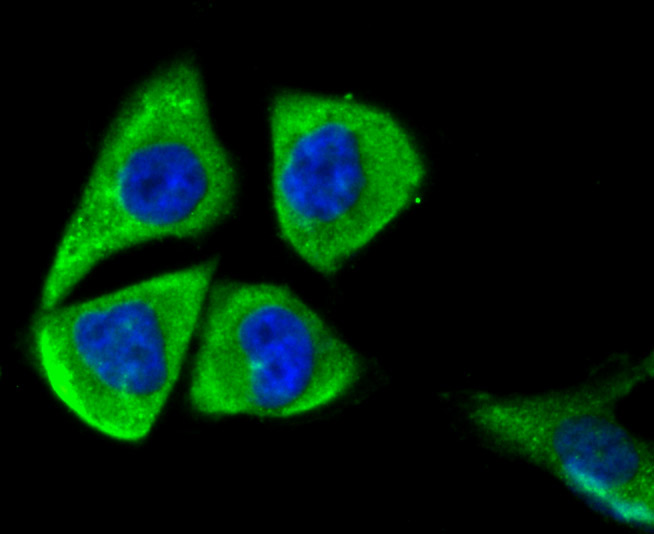 ICC staining of Mitofusin 2 in PC-3M cells (green). Formalin fixed cells were permeabilized with 0.1% Triton X-100 in TBS for 10 minutes at room temperature and blocked with 10% negative goat serum for 15 minutes at room temperature. Cells were probed with the primary antibody (ER1802-23, 1/50) for 1 hour at room temperature, washed with PBS. Alexa Fluor®488 conjugate-Goat anti-Rabbit IgG was used as the secondary antibody at 1/1,000 dilution. The nuclear counter stain is DAPI (blue).