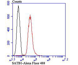 Flow cytometric analysis of Jurkat cells with SATB1 antibody at 1/100 dilution (red) compared with an unlabelled control (cells without incubation with primary antibody; black). Alexa Fluor 488-conjugated goat anti rabbit IgG was used as the secondary antibody.