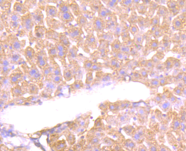 Immunohistochemical analysis of paraffin-embedded mouse liver tissue using anti-Alpha-1 Acid Glycoprotein antibody. Counter stained with hematoxylin.