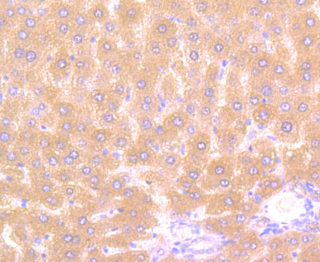 Immunohistochemical analysis of paraffin-embedded rat liver tissue using anti-Alpha-1 Acid Glycoprotein antibody. Counter stained with hematoxylin.
