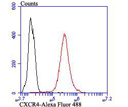 Flow cytometric analysis of THP-1 cells with CXCR4 antibody at 1/100 dilution (red) compared with an unlabelled control (cells without incubation with primary antibody; black). Alexa Fluor 488-conjugated goat anti-rabbit IgG was used as the secondary antibody.