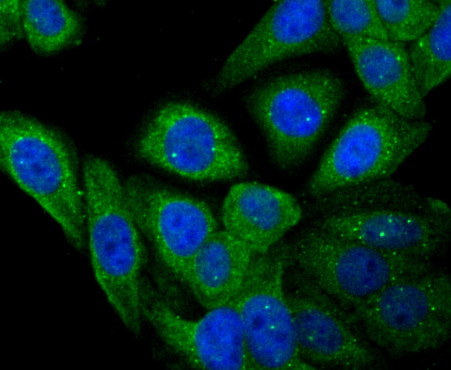 ICC staining Apolipoprotein A1 in HepG2 cells (green). The nuclear counter stain is DAPI (blue). Cells were fixed in paraformaldehyde, permeabilised with 0.25% Triton X100/PBS.