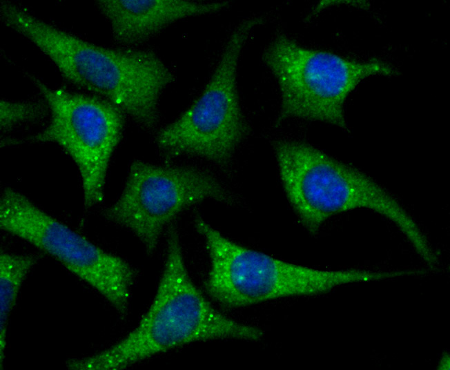 ICC staining Apolipoprotein A I in SH-SY-5Y cells (green). The nuclear counter stain is DAPI (blue). Cells were fixed in paraformaldehyde, permeabilised with 0.25% Triton X100/PBS.