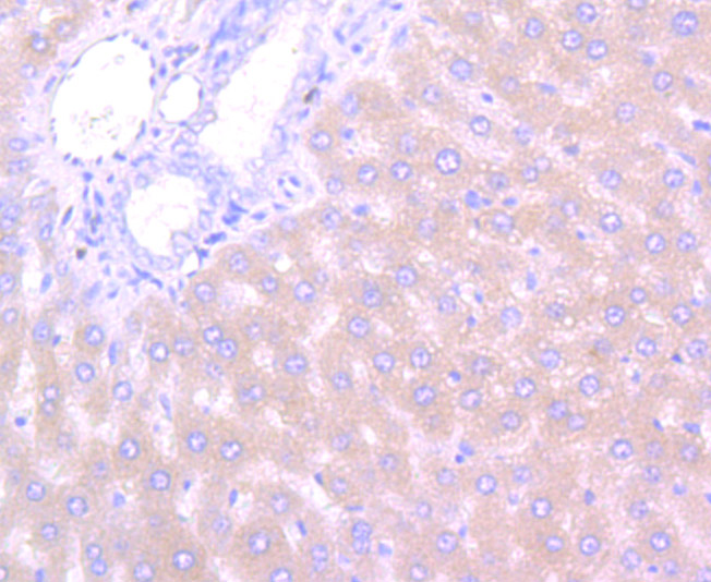 Immunohistochemical analysis of paraffin-embedded rat liver tissue using anti-Apolipoprotein A1 antibody. Counter stained with hematoxylin.