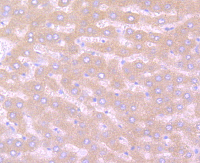 Immunohistochemical analysis of paraffin-embedded rat liver tissue using anti-Noggin antibody. Counter stained with hematoxylin.