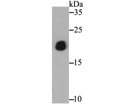 Western blot analysis of PTP1B on recombinant protein lysate using anti-PTP1B antibody at 1/5,000 dilution.