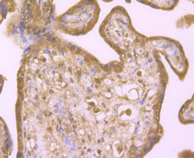 Immunohistochemical analysis of paraffin-embedded human placenta tissue using anti-PTP1B antibody. Counter stained with hematoxylin.