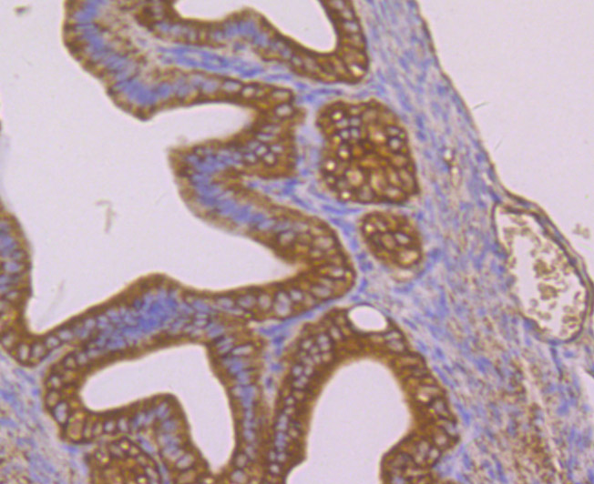 Immunohistochemical analysis of paraffin-embedded mouse fallopian tubes tissue using anti-PTP1B antibody. Counter stained with hematoxylin.