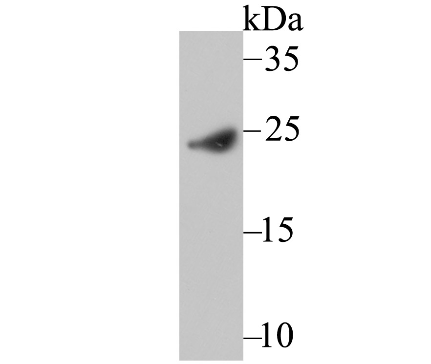 Western blot analysis of IFNA1 on mouse liver tissue lysate using anti-IFNA1 antibody at 1/100 dilution.