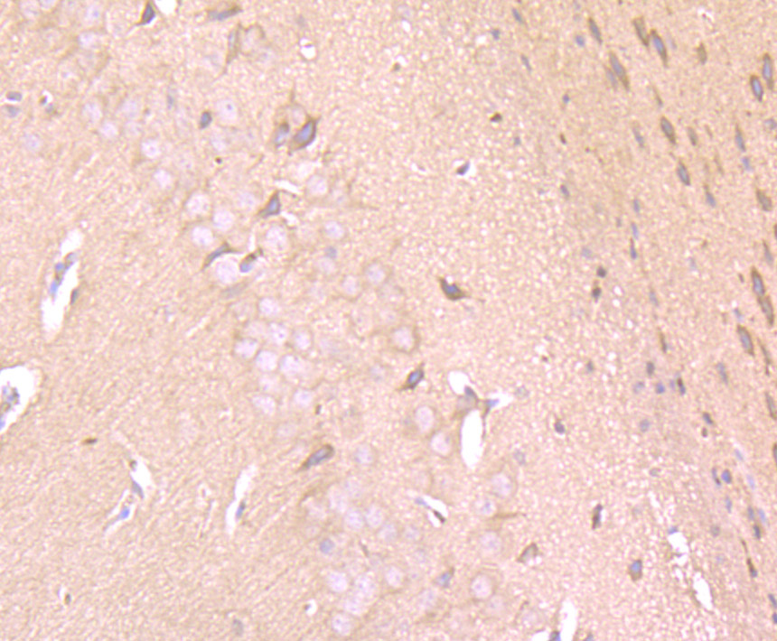 Immunohistochemical analysis of paraffin-embedded mouse brain tissue tissue using anti-IFNA1 antibody. Counter stained with hematoxylin.