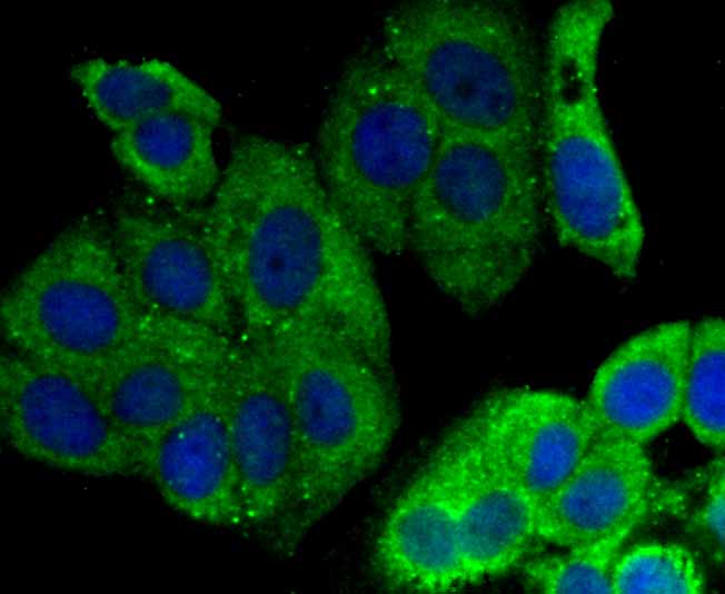 ICC staining Cytokeratin 8 in MCF-7 cells (green). The nuclear counter stain is DAPI (blue). Cells were fixed in paraformaldehyde, permeabilised with 0.25% Triton X100/PBS.
