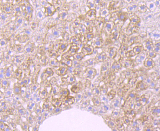 Immunohistochemical analysis of paraffin-embedded mouse liver tissue using anti-Cytokeratin 8 antibody. Counter stained with hematoxylin.