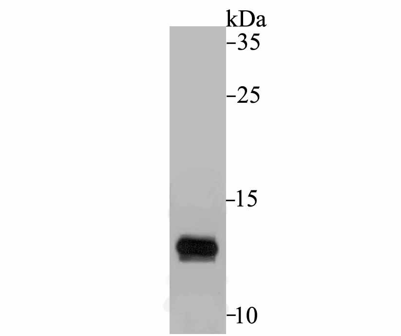 Western blot analysis of APOC3 on human liver tissue lysate using anti-APOC3 antibody at 1/500 dilution.