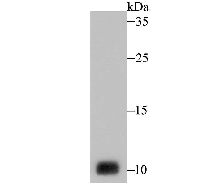 Western blot analysis of NEDD8 on PC-3M cell lysate using anti-NEDD8 antibody at 1/1,000 dilution.