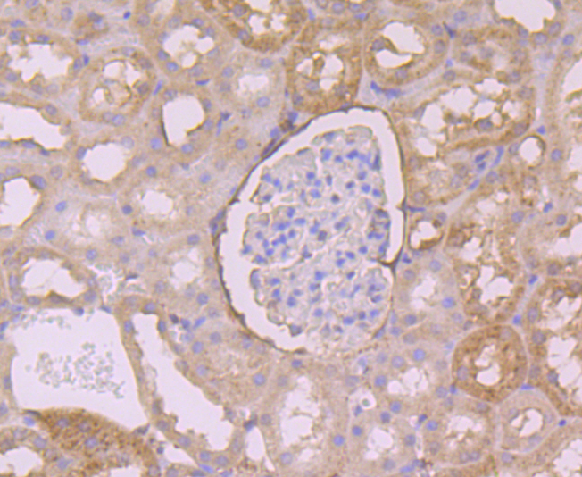 Immunohistochemical analysis of paraffin-embedded rat kidney tissue using anti-Annexin A3 antibody. Counter stained with hematoxylin.