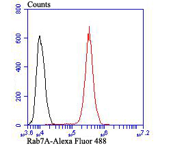Flow cytometric analysis of A431 cells with RAB7 antibody at 1/100 dilution (red) compared with an unlabelled control (cells without incubation with primary antibody; black). Alexa Fluor 488-conjugated goat anti-rabbit IgG was used as the secondary antibody.