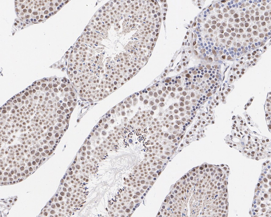 Immunohistochemical analysis of paraffin-embedded mouse testis tissue using anti-Dnmt3b antibody. Counter stained with hematoxylin.