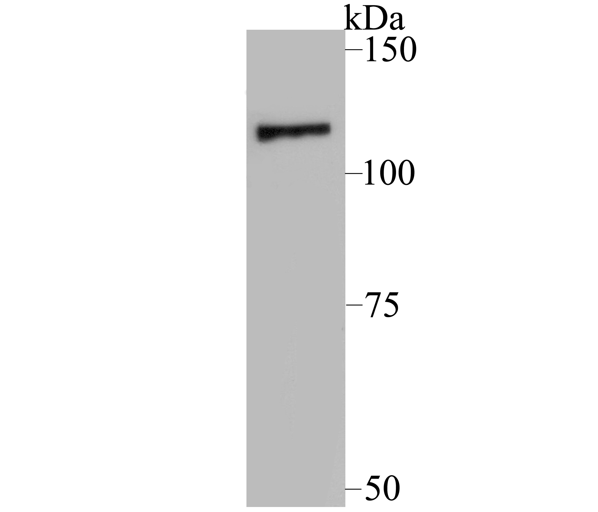 Western blot analysis of Raptor on MCF-7 cell lysate using anti-Raptor antibody at 1/500 dilution.