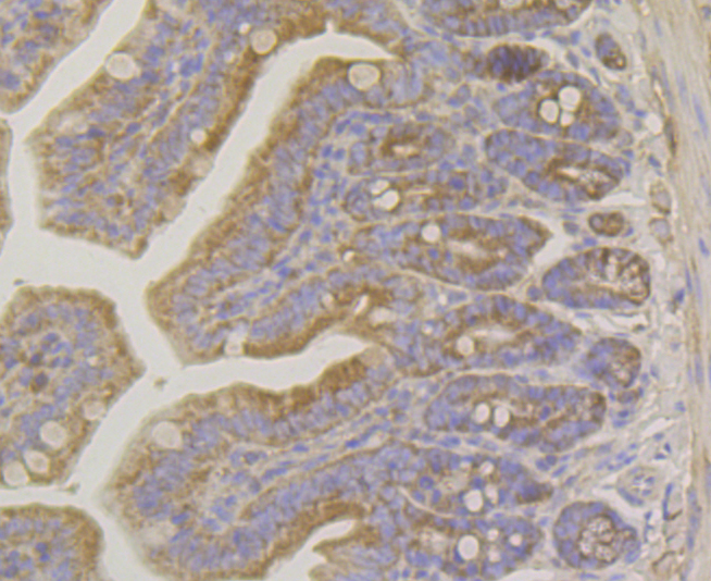 Immunohistochemical analysis of paraffin-embedded mouse colon tissue using anti-Raptor antibody. Counter stained with hematoxylin.
