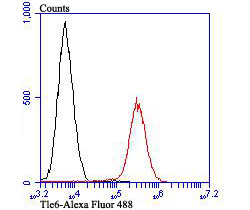 Flow cytometric analysis of Daudi cells with Tle6 antibody at 1/100 dilution (red) compared with an unlabelled control (cells without incubation with primary antibody; black). Alexa Fluor 488-conjugated goat anti-rabbit IgG was used as the secondary antibody.