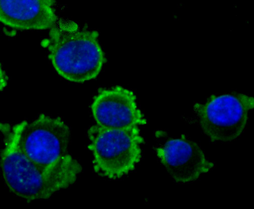 ICC staining NGF in N2A cells (green). The nuclear counter stain is DAPI (blue). Cells were fixed in paraformaldehyde, permeabilised with 0.25% Triton X100/PBS.