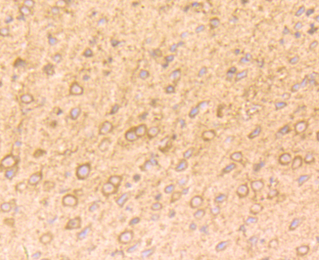 Immunohistochemical analysis of paraffin-embedded mouse brain tissue using anti-NGF antibody. Counter stained with hematoxylin.