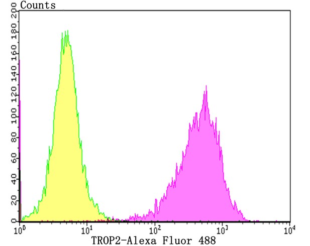 Flow cytometric analysis of TROP2 was done on Hela cells. The cells were fixed, permeabilized and stained with the primary antibody (ER1802-60, 1/50) (purple). After incubation of the primary antibody at room temperature for an hour, the cells were stained with a Alexa Fluor 488-conjugated Goat anti-Rabbit IgG Secondary antibody at 1/1000 dilution for 30 minutes.Unlabelled sample was used as a control (cells without incubation with primary antibody; yellow).