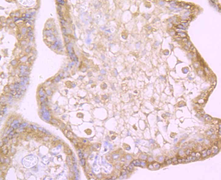 Immunohistochemical analysis of paraffin-embedded human placenta tissue using anti-TWEAKR antibody. Counter stained with hematoxylin.