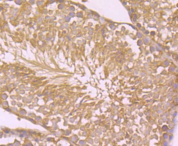 Immunohistochemical analysis of paraffin-embedded mouse testis tissue using anti-TWEAKR antibody. Counter stained with hematoxylin.