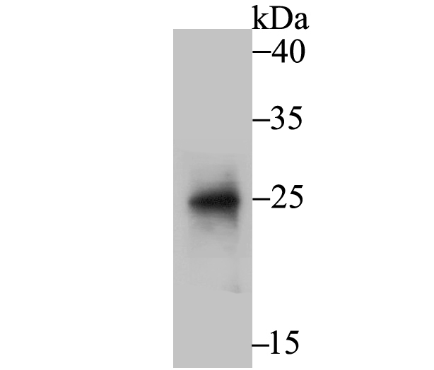 Western blot analysis of BNIP1 on rat liver tissue lysate using anti-BNIP1 antibody at 1/500 dilution.