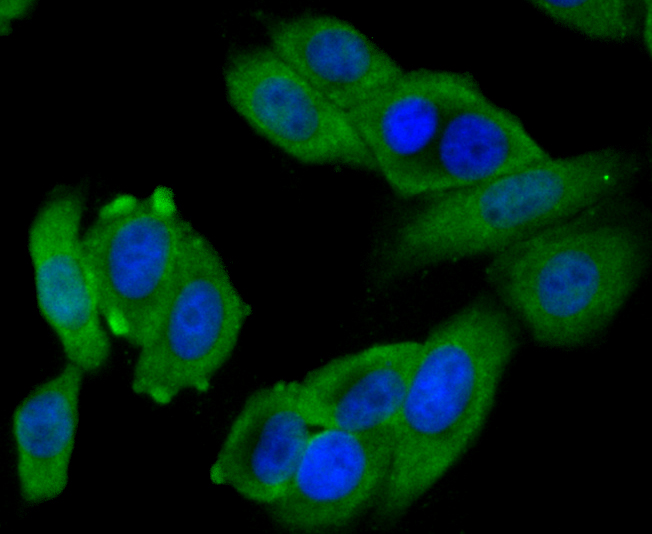 ICC staining BNIP1 in HepG2 cells (green). The nuclear counter stain is DAPI (blue). Cells were fixed in paraformaldehyde, permeabilised with 0.25% Triton X100/PBS.