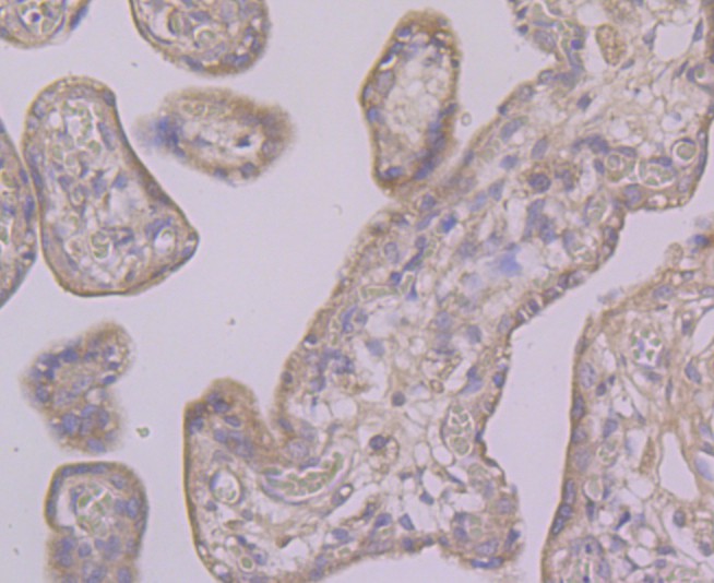 Immunohistochemical analysis of paraffin-embedded human placenta tissue using anti-BNIP1 antibody. Counter stained with hematoxylin.