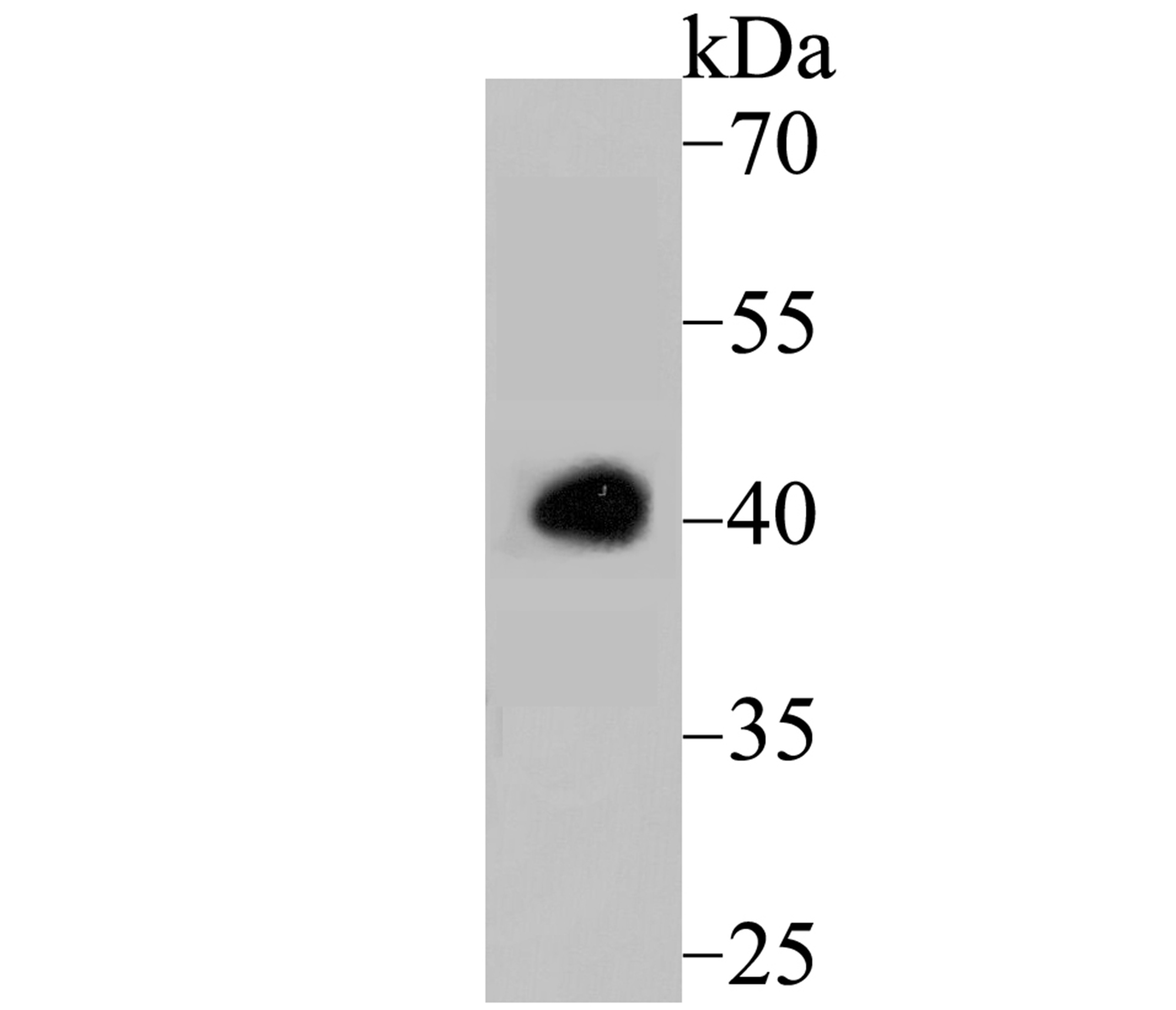 Western blot analysis of Apg3 on HL-60 cell lysate using anti-Apg3 antibody at 1/500 dilution.