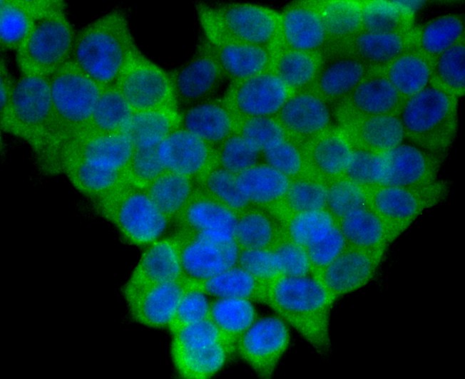 ICC staining Heme Oxygenase 1 (HO-1) in HepG2 cells (green). The nuclear counter stain is DAPI (blue). Cells were fixed in paraformaldehyde, permeabilised with 0.25% Triton X100/PBS.