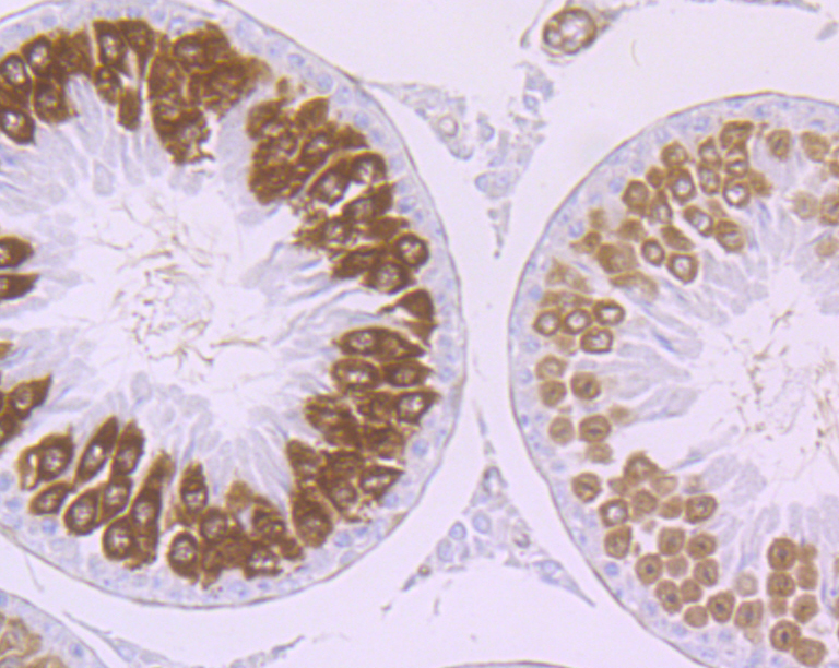 Immunohistochemical analysis of paraffin-embedded rat testis tissue using anti-Securin antibody. Counter stained with hematoxylin.
