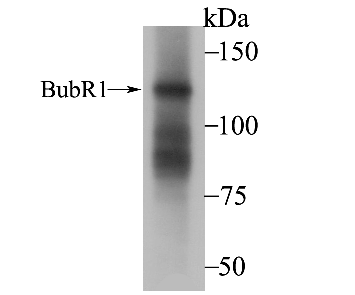 Western blot analysis of BubR1 on SH-SY-5Y cell lysate using anti-BubR1 antibody at 1/10,000 dilution.