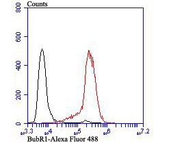 Flow cytometric analysis of HL-60 cells with BubR1 antibody at 1/100 dilution (red) compared with an unlabelled control (cells without incubation with primary antibody; black). Alexa Fluor 488-conjugated goat anti-rabbit IgG was used as the secondary antibody.