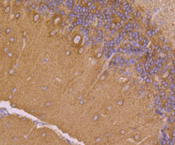 Immunohistochemical analysis of paraffin-embedded mouse cerebellum tissue using anti-Dynamin 1 antibody. Counter stained with hematoxylin.