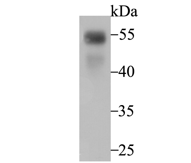 Western blot analysis of RUNX2 on HL-60 cell lysate using anti-RUNX2 antibody at 1/500 dilution.
