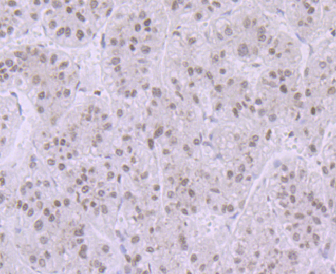 Immunohistochemical analysis of paraffin-embedded human liver tissue using anti-Histone H3.1 antibody. Counter stained with hematoxylin.