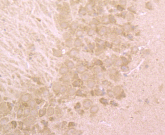 Immunohistochemical analysis of paraffin-embedded mouse brain tissue using anti-BHLHB9 antibody. Counter stained with hematoxylin.