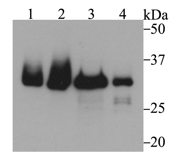 Western blot analysis of Fibrillarin on different cell lysates using anti-Fibrillarin antibody at 1/1,000 dilution.<br />
 Positive control:<br />
 Lane 1: Hela  <br />
      Lane 2: HepG2<br />
 Lane 3: 293T  <br />
      Lane 4: NIH-3T3