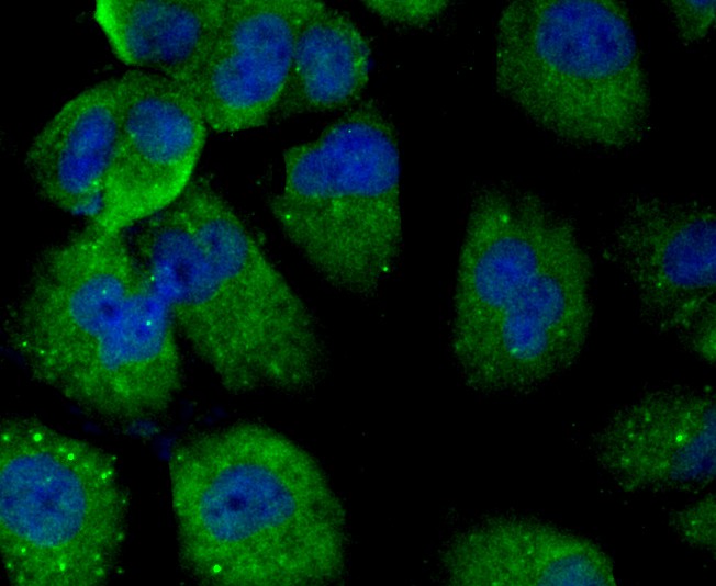 ICC staining PTP1B in LOVO cells (green). The nuclear counter stain is DAPI (blue). Cells were fixed in paraformaldehyde, permeabilised with 0.25% Triton X100/PBS.