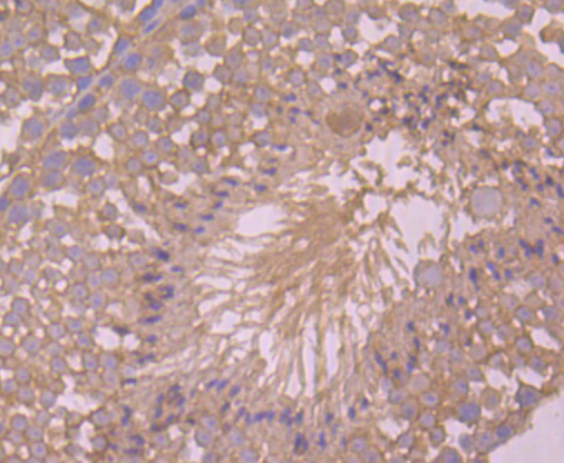 Immunohistochemical analysis of paraffin-embedded mouse testis tissue using anti-ASK1 antibody. Counter stained with hematoxylin.