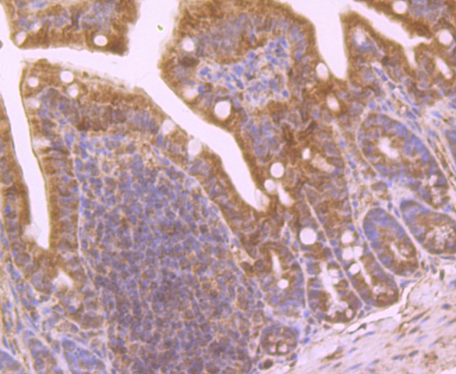 NQO1 Rabbit Polyclonal Antibody - image 2