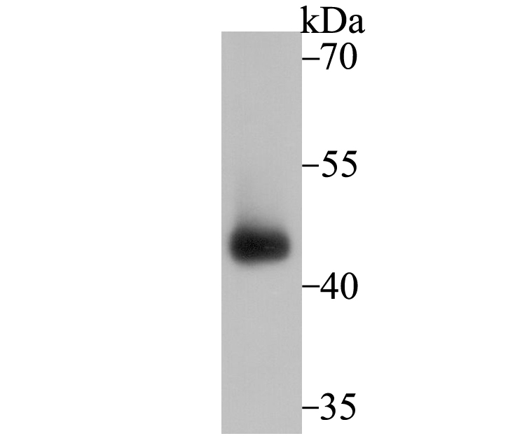 Western blot analysis of Connexin 43 on mouse testis tissue lysate using anti-Connexin 43 antibody at 1/2,000 dilution.
