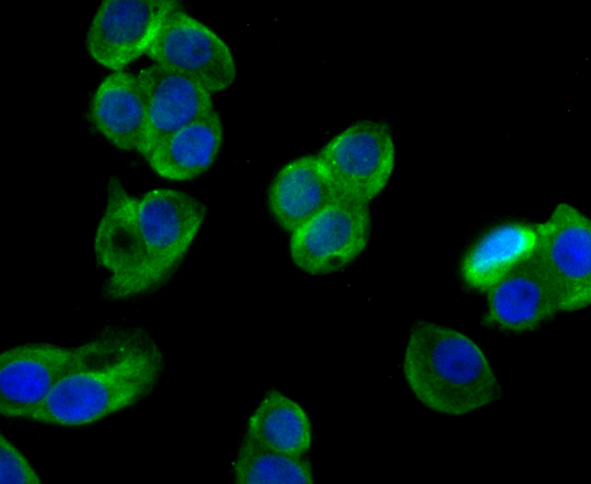 ICC staining Kv4.3 in LOVO cells (green). The nuclear counter stain is DAPI (blue). Cells were fixed in paraformaldehyde, permeabilised with 0.25% Triton X100/PBS.